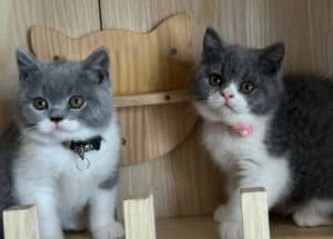 British Shorthair kittens - One boy One Girl - Siblings