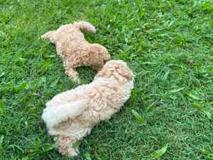 Toy Poodle Puppies - 1 little brown female and 1 apricot/cream