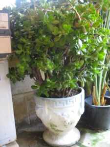 Gorgeous large jade plants, discounts for multi-purchases