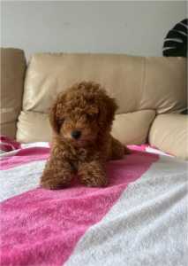 Toy Mini Cavoodle Puppies