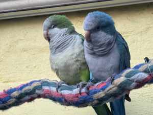 Quaker Parrots looking for the perfect home.