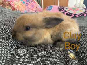 Baby rabbits. Mini lop breed. Hand raised. used to kids.