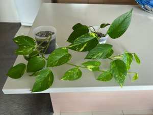 2 Ivy plants in pots