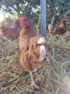 Chickens - Hyline Pullets x 7 