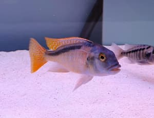 Male Buccochromis Nototaenia