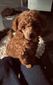 Red Toy Male poodle puppy Looking Forever Home