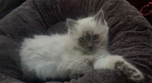 Persian Ragdoll Kitten
