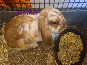 6 adorable baby rabbits for sale 