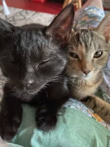 Nyxie and Marley- Magical Familiars - Domestic Short Hairs