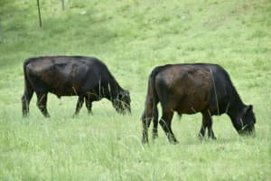 2 x 3yo Lowline Steers available - Paddock or Plate??