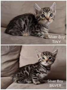 Bengal kittens Silver Spotted