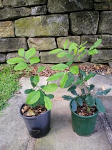 Native Plants - Guioa semiglauca - Native Quince