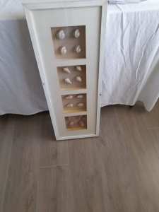 FRAMED SHELLS in box frame