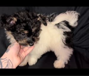 Pomeranian x maltese puppy for sale