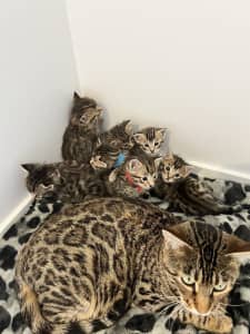 Bengal kittens pedigree papers desexed microchipped vaccinated 