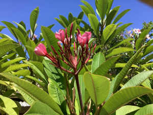 Pink frangipani tree