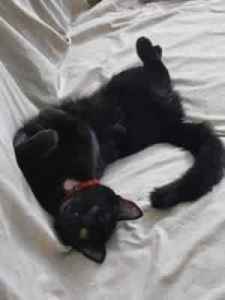 Twilight - Perth Animal Rescue Inc vet work cat/kitten