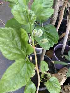 Very healthy Mulberries trees available about 60 cm