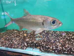 AUSTRALIAN NATIVE SHOW FISH : TARPON / OX-EYED HERRING Silver Perch