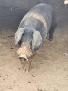 Saddle back boar for sale