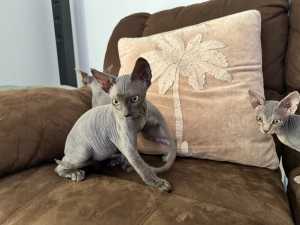 Sphynx and elf kittens ready now. Males and females 