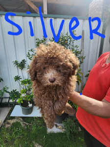 Toy poodles ready for new homes, only 2 males remaining
