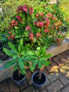 Crown of Thorns plants