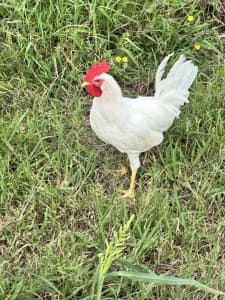 CSIRO White leghorn Roosters PRICE DROP 6months old