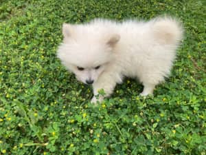 Payment plan. $500 deposit Pomeranian puppies