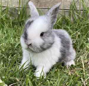 Netherland Dwarf Baby Bunny Rabbit, Very healthy and friendly.