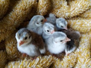 Guinea Fowl Keets - day old