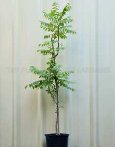 Phyllanthus acidus Star Gooseberry West India Fruit Trees Plants