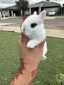 Rabbit for sale ❗️❗️❗️bunnies 