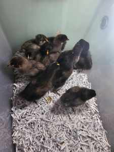 Australorp chicks & Australorp cross chicks