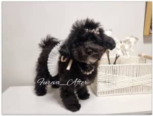 TEENY TINY STUNNING LITTLE TOY SIZED CHIPOO/CHOODLE CHIHUAHUA POODLE 