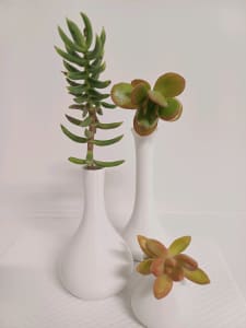 Succulents plants