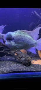 American cichlid , argentea, black nasty, fish ,aquarium