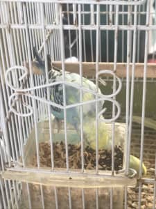 Budgies-6 month male and female - $30 each 