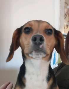 Trigger 8 month old Hound x Terrier