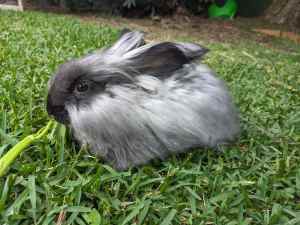 1 Male Pure Bred Angora Rabbit (10 weeks old)