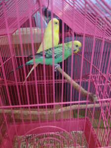 2-3 male budgies NOT HAND TAME 