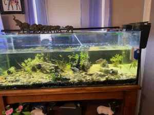 4 foot tropical fish tank setup