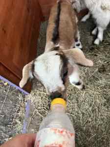 ❤️ Beautiful mini goats on the bottle babies 🐐 ❤️