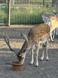 FALLOW BUCK AVAILABLE