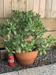 Jade Plant in Large Terracotta Pot.