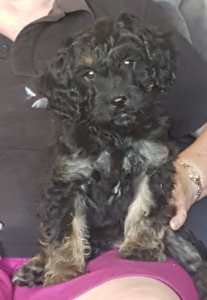 Cavoodle male black and tan 1 only