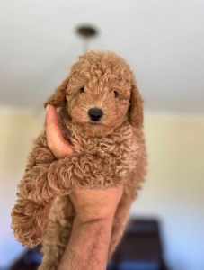 Pure Breed Toy Poodle Male - Apricot