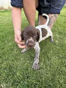 Pure German Shorthaired Pointer Pups