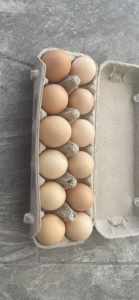 Fresh free organic 12pk eggs for $7