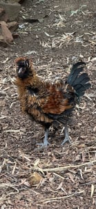 Frizzle x gold laced Wyandotte rooster